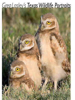 cover image of Greg Lasley's Texas Wildlife Portraits